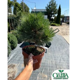 Сосна Хелга – декоративна гірська сосна (5 л)