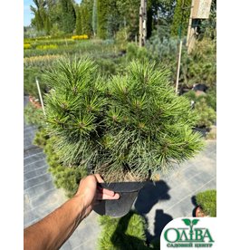 Сосна Densiflora Kim – декоративний хвойний сорт (5 л)