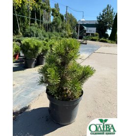 Сосна Aurea – декоративний хвойний сорт із золотистою хвоєю (7 л)