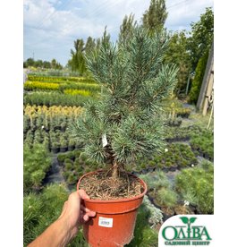 Сосна Sylvestris Watereri – декоративний хвойний сорт (5 л)