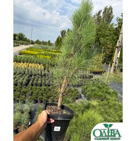 Сосна Densiflora Fastigiata – декоративний колоноподібний хвойний сорт (7 л)