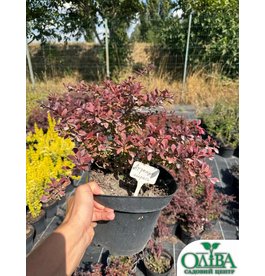 Барбарис Atropurpurea – декоративний пурпуроволистий кущ (5 л)