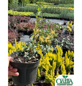 Спірея Vanhouttei – декоративний рясноквітучий кущ (2 л)