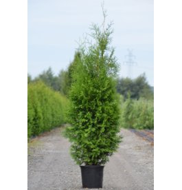 Туя західна Brabant 30см  