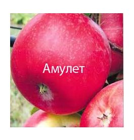 Яблуня Амулет ЗКС 2-х річка