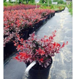 Барбарис Тунберга Atropurpurea 0,3 м
