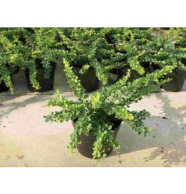 Барбарис Тунберга Green Carpet 0,3 м