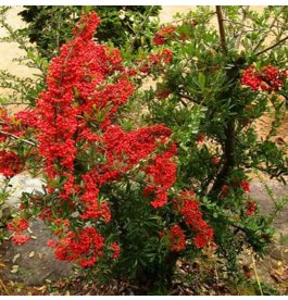 Лимонник китайський