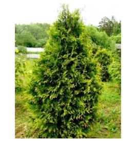 Туя західна Aureospicata 