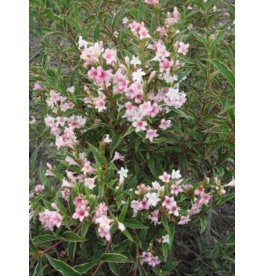 Вейгела квітуча Variegata
