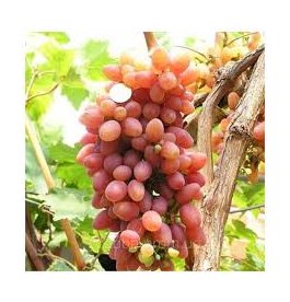 Виноград кишмиш Лучистий