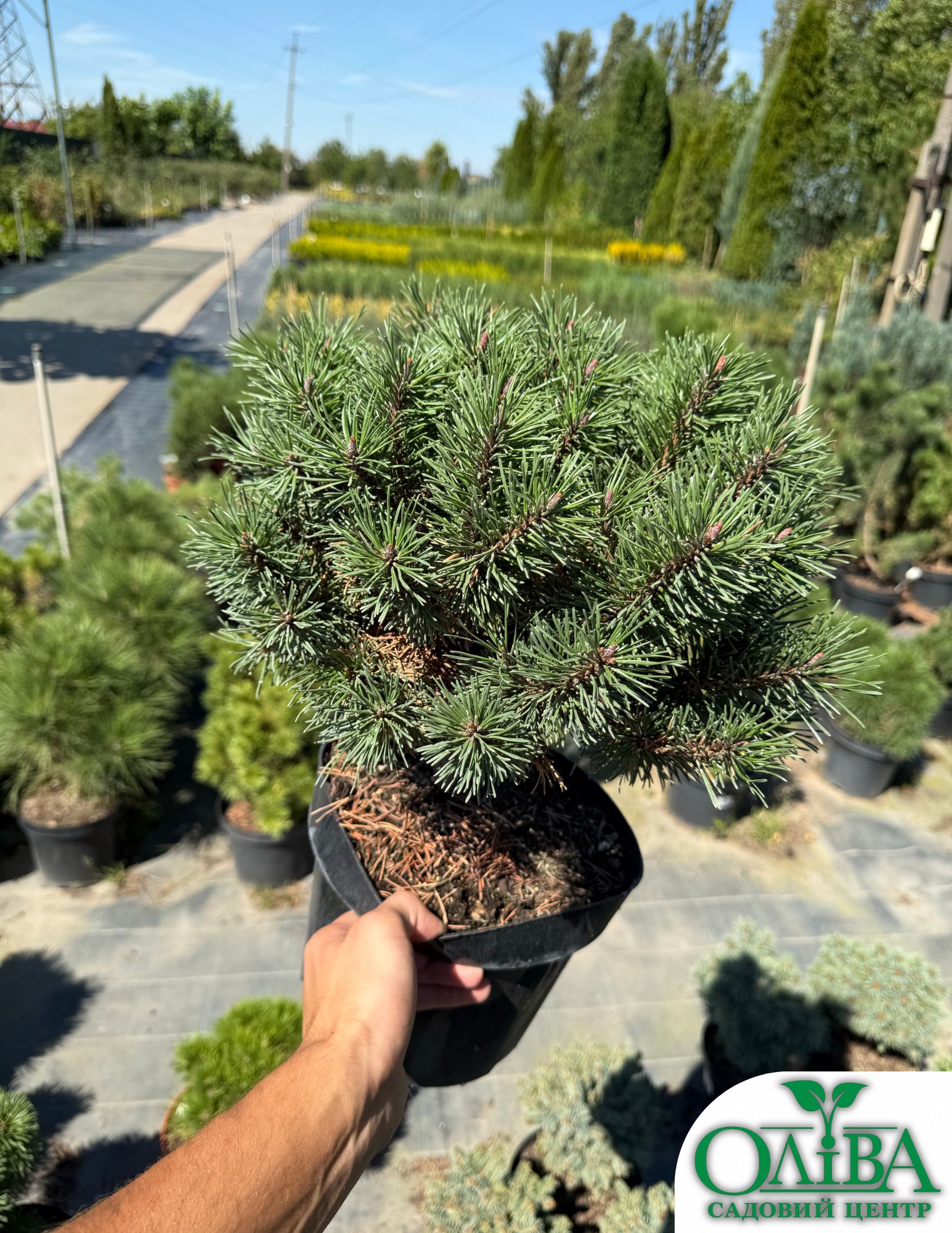 Сосна Sylvestris Frensham – декоративний хвойний сорт (5 л)