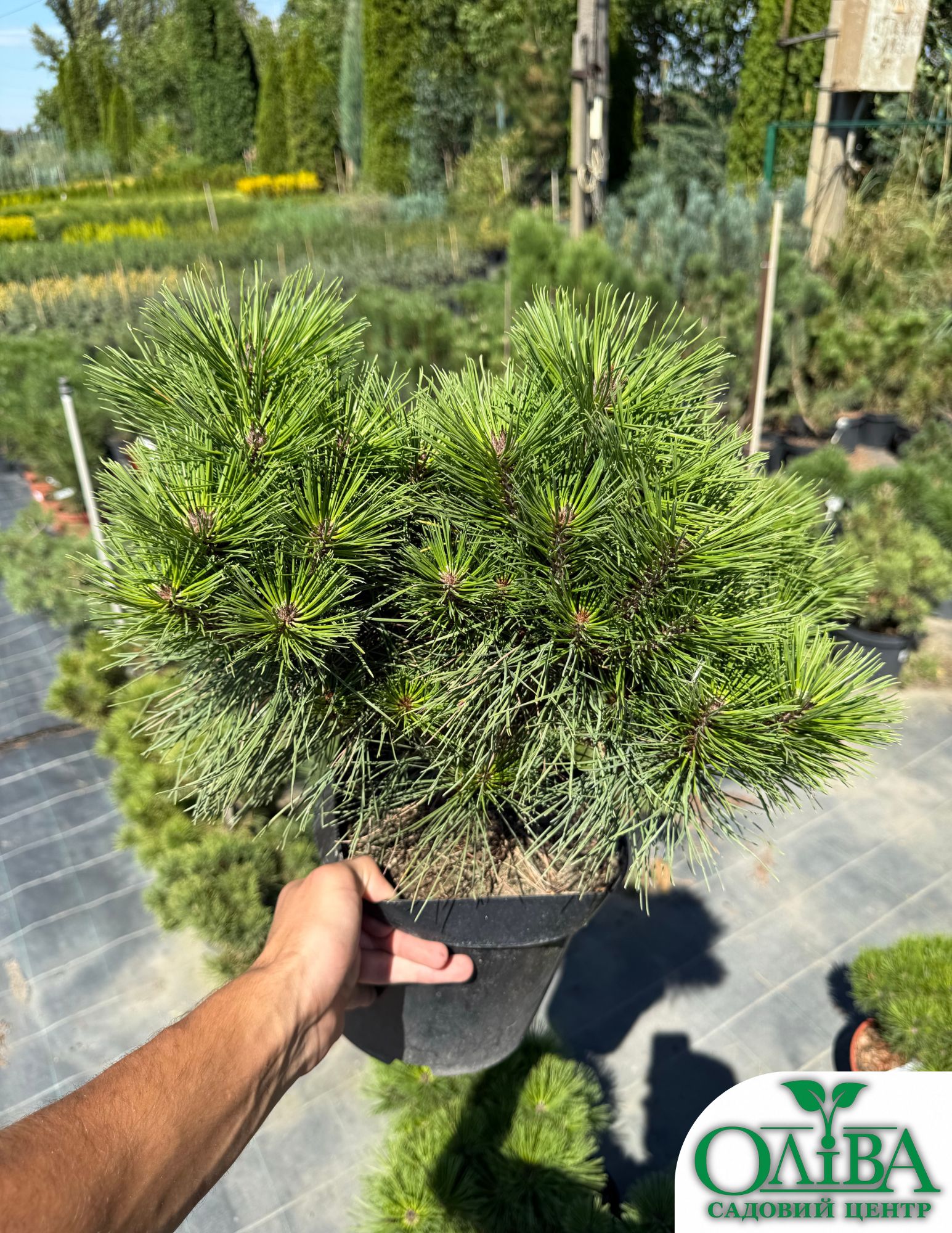 Сосна Densiflora Kim – декоративний хвойний сорт (5 л)