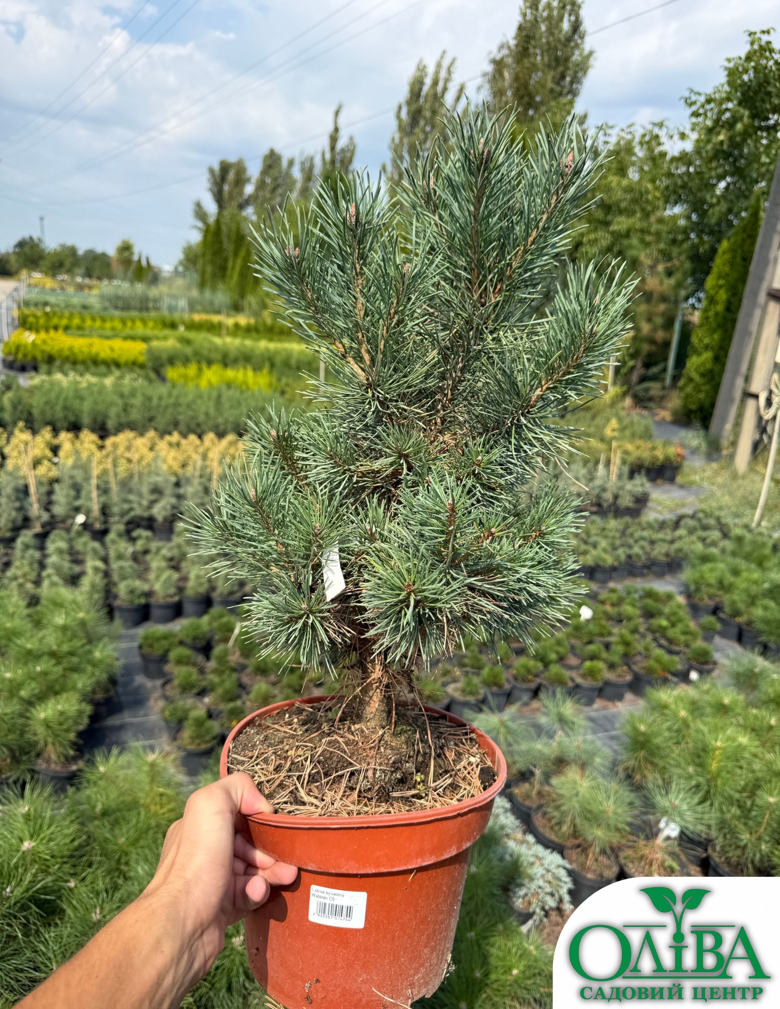 Сосна Sylvestris Watereri – декоративний хвойний сорт (5 л)