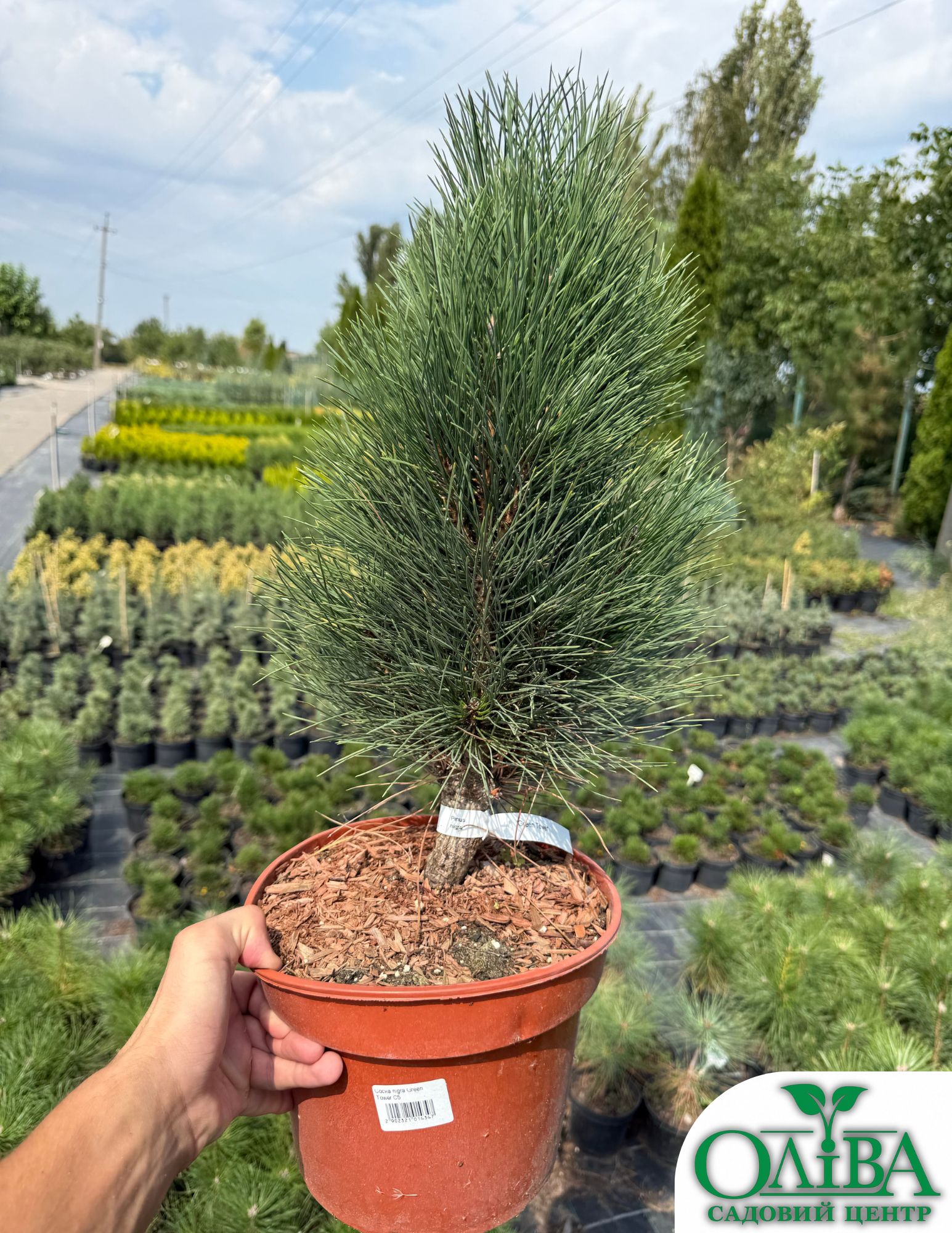 Сосна Nigra Green Tower – декоративний колоноподібний хвойний сорт (5 л)