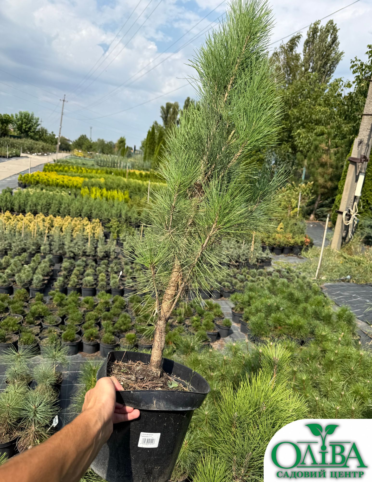 Сосна Densiflora Fastigiata – декоративний колоноподібний хвойний сорт (7 л)