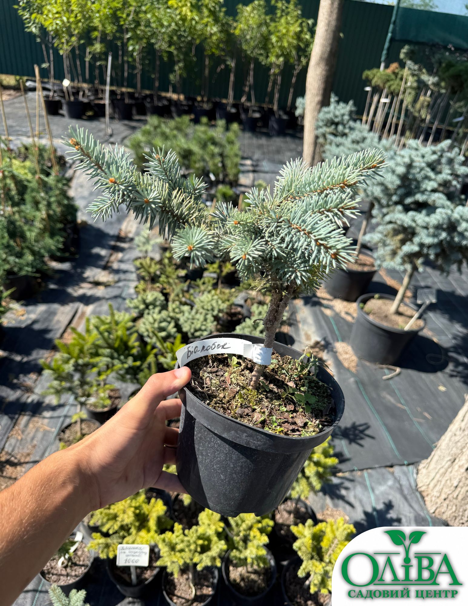 Ялина Біалобок – декоративний хвойний сорт (2 л)