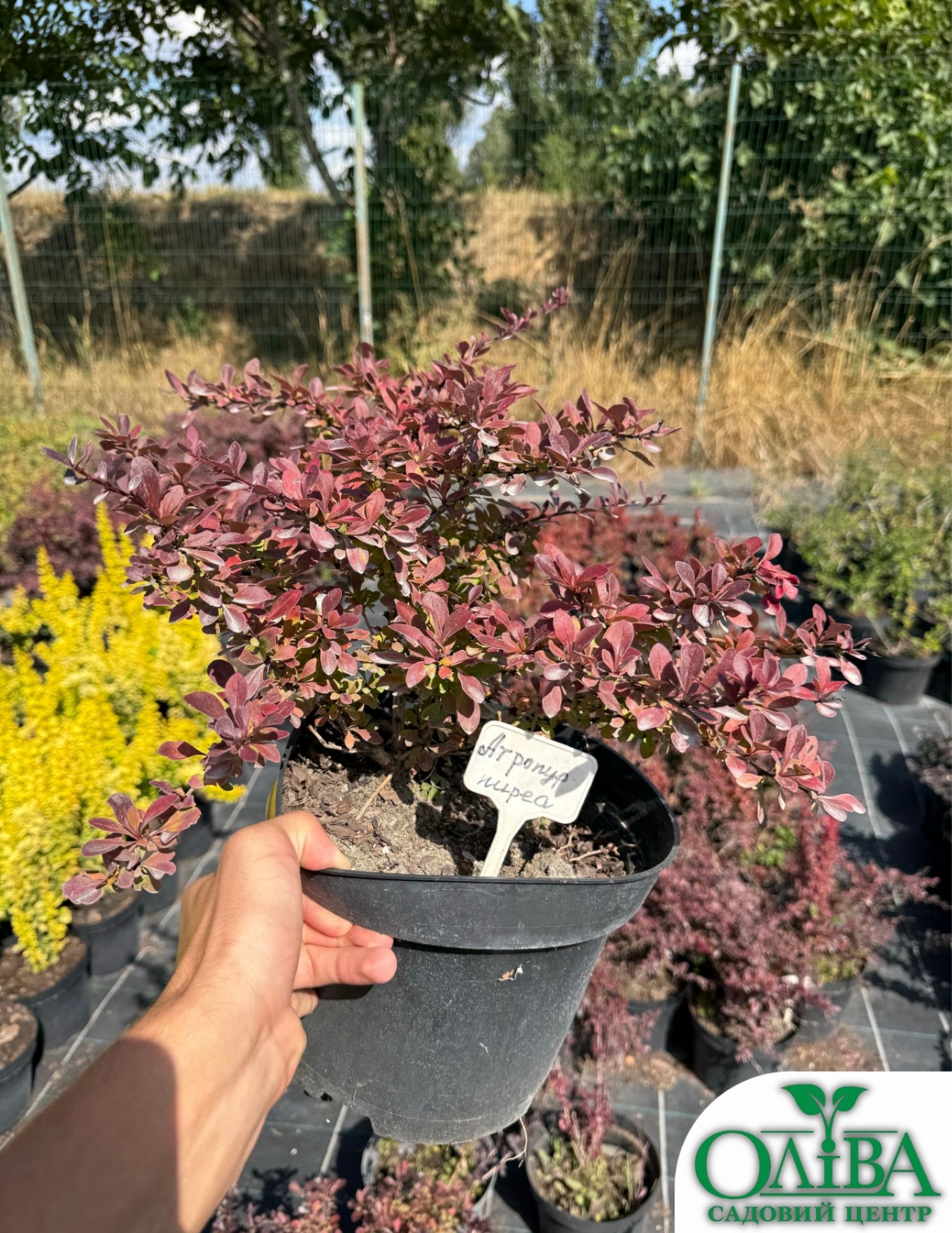 Барбарис Atropurpurea – декоративний пурпуроволистий кущ (5 л)