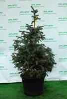 Ялина колюча SBS 1-1.2 м 