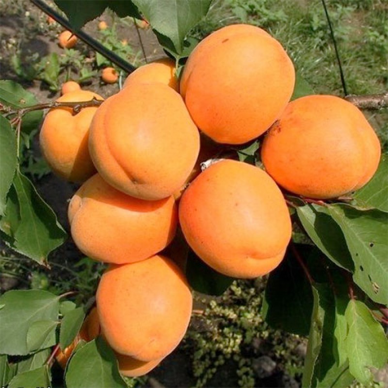  Абрикос Харгранд