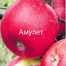 Яблуня Амулет ЗКС 2-х річка