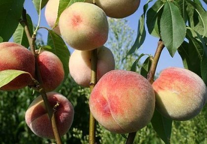 Персик Білий Лебідь
