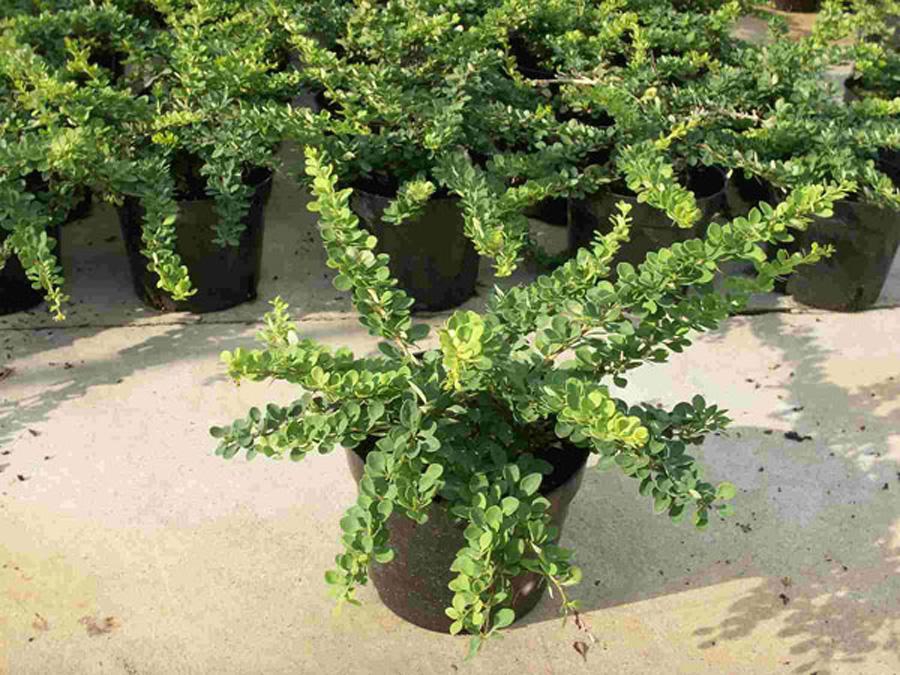 Барбарис Тунберга Green Carpet 0,3 м