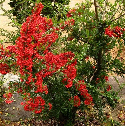 Лимонник китайський
