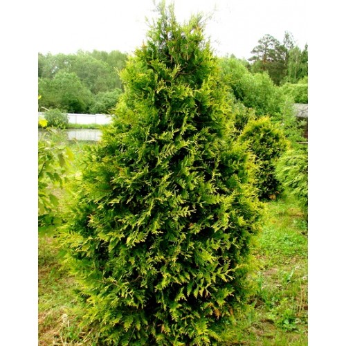 Туя західна Aureospicata 