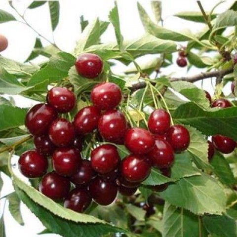 Вишня  Шалунья