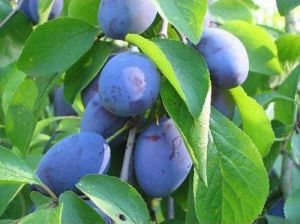 Слива Стенлей ЗКС 2-х річка