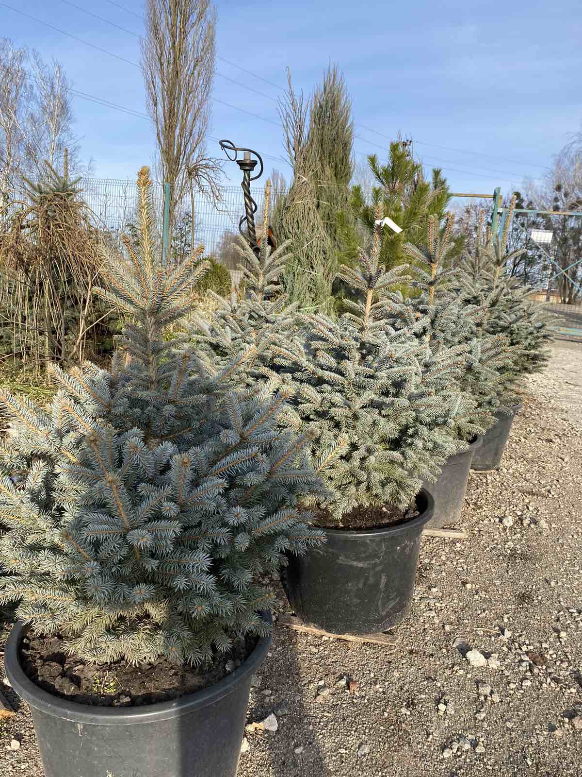 Ялина колюча блакитна Super Blue Seedling 1-1,2м